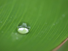 雨模様(久々の水玉)