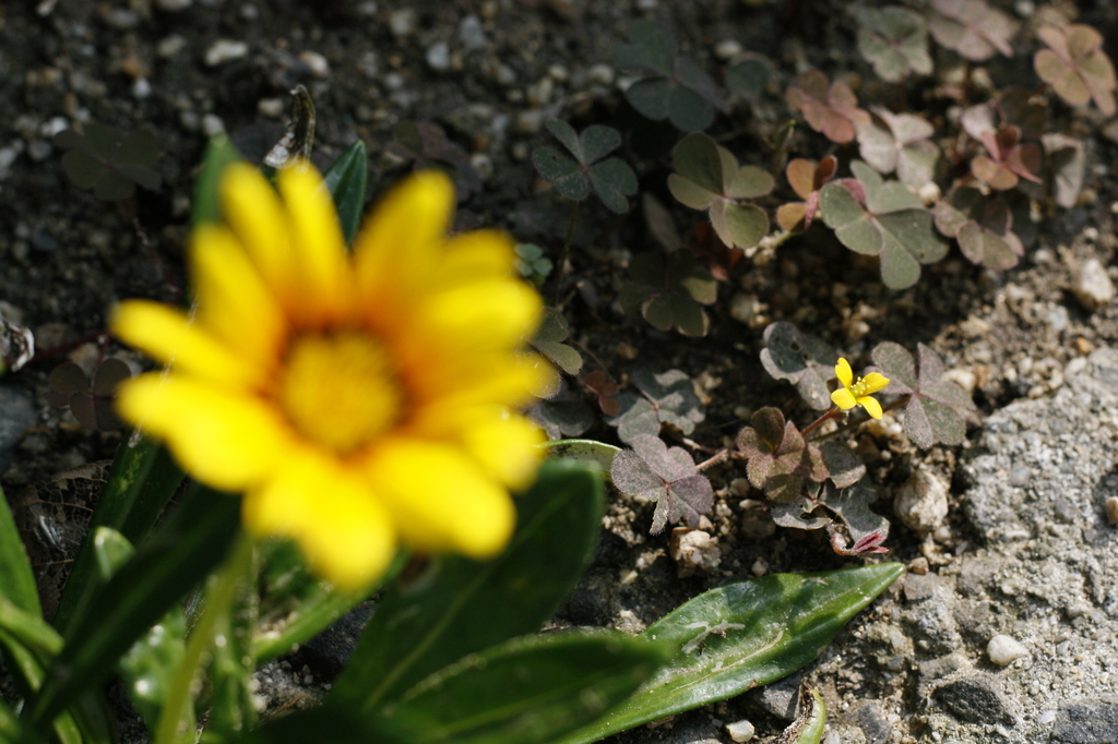 小さな花たち2