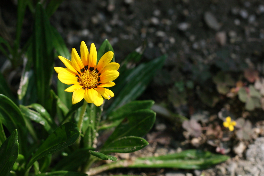 小さな花たち1