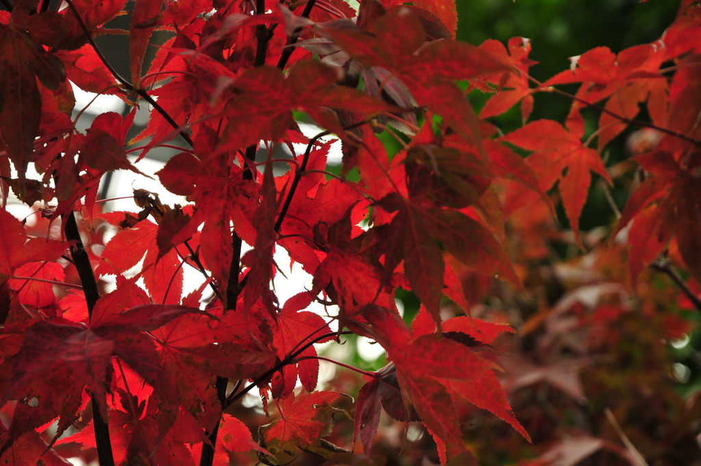 momiji