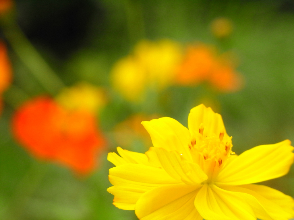 flower_003