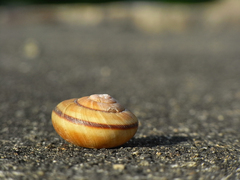 Snail_001