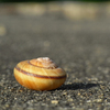 Snail_001