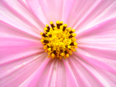 flower_005