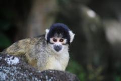 伊豆シャボテン公園にて