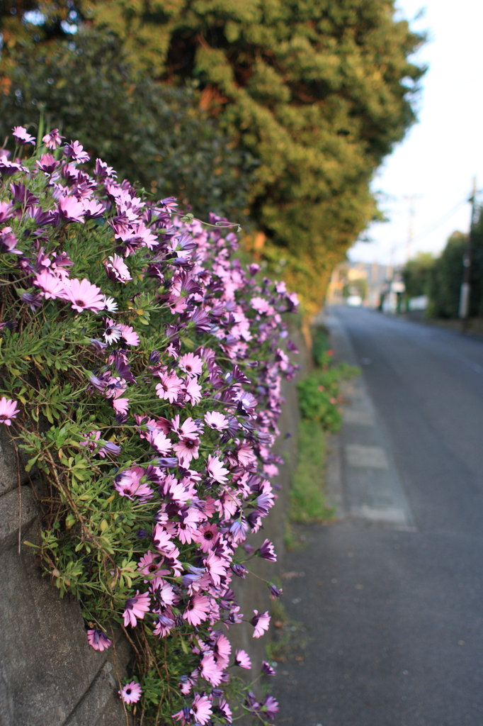 帰り道