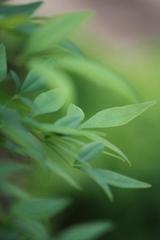 IMG_0436--2