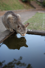 お水♪