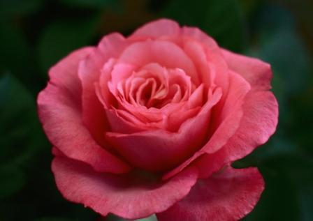 水俣エコパークの薔薇