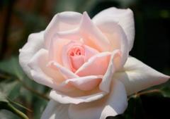 水俣エコパークの薔薇
