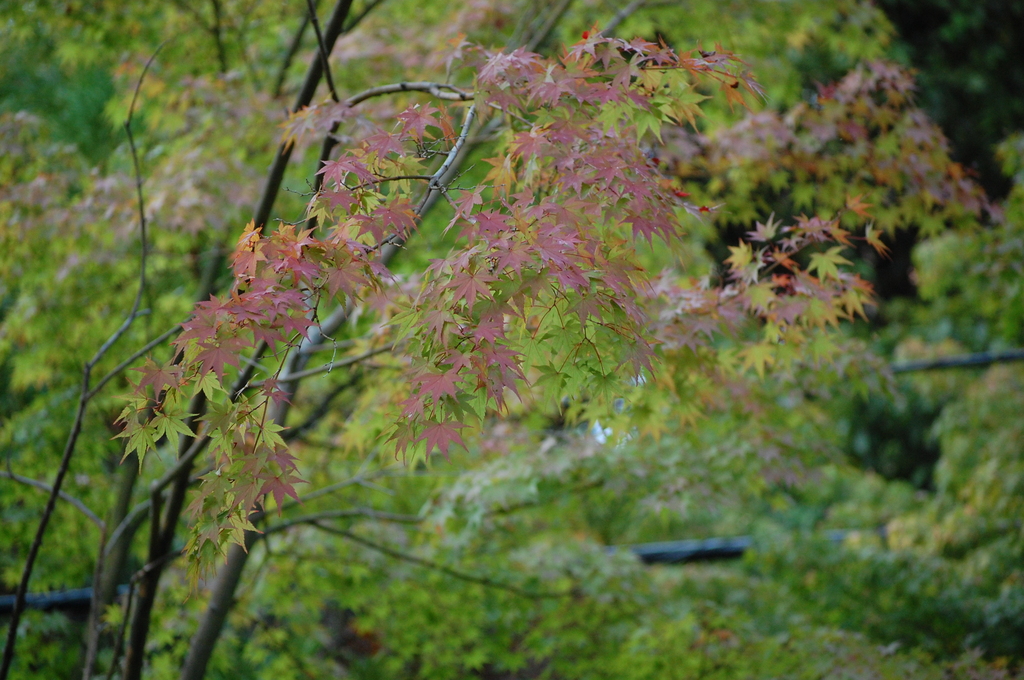 紅葉