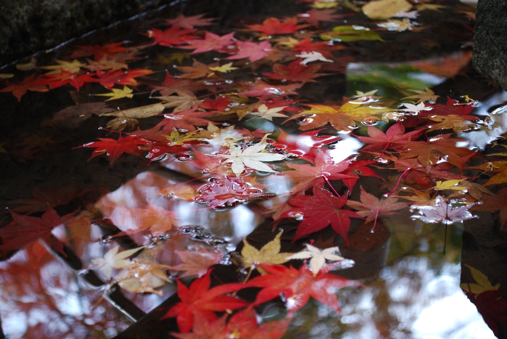 水辺の紅葉