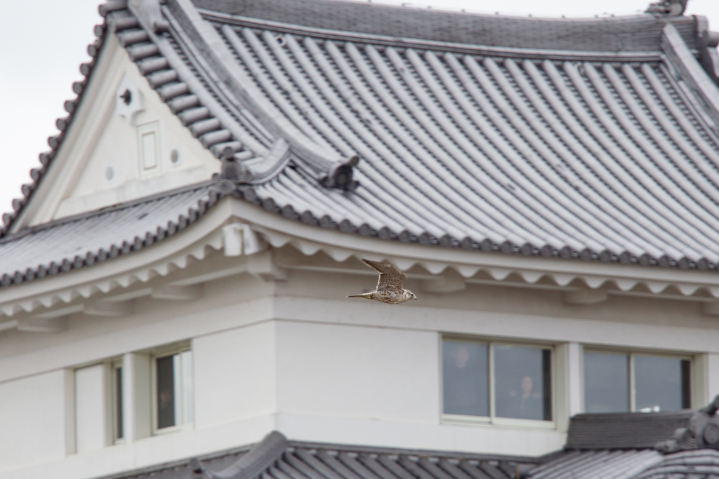 関宿城の前を飛ぶ♪