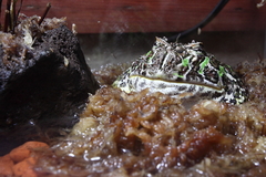 カエル鍋