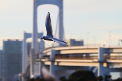 カモメ時計　4時バージョン