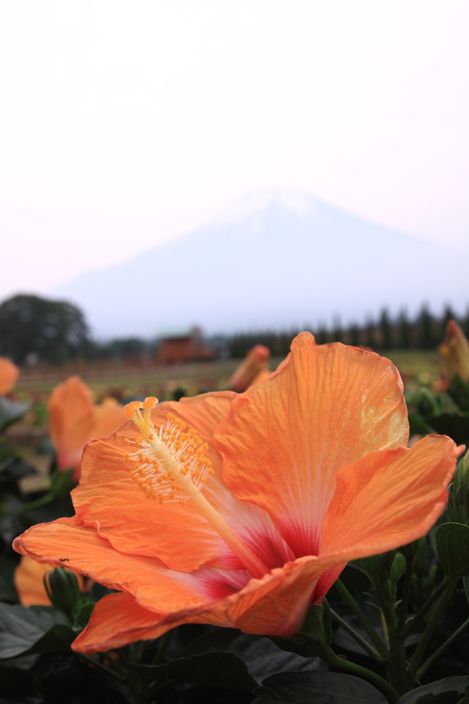 富士山よりでかい花