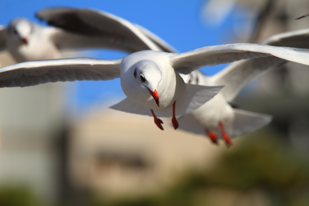 空中散歩