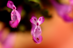 花うさぎ