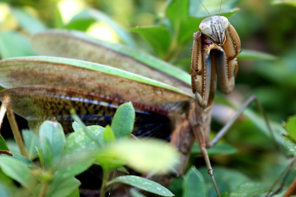 大カマキリ