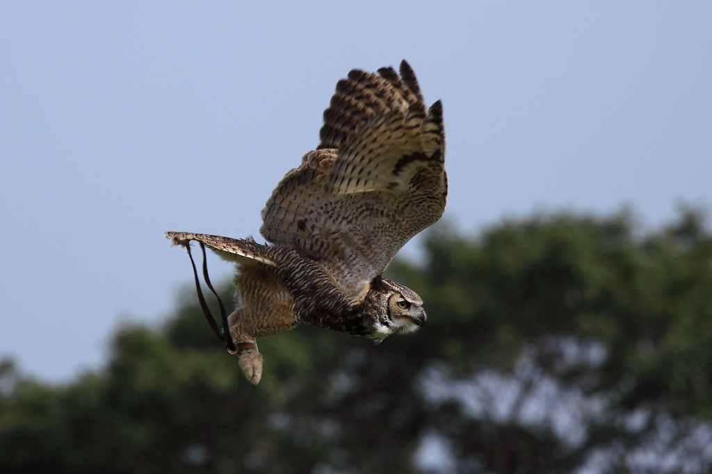 ミミズクさん