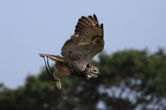 ミミズクさん