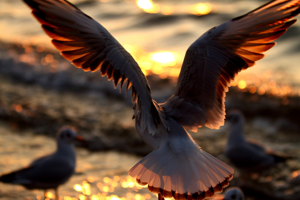 夕焼けの羽ばたき By チャピレ Id 写真共有サイト Photohito