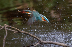 頭にハートの飛沫がかわいい♪