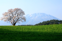 岩手山と一本桜