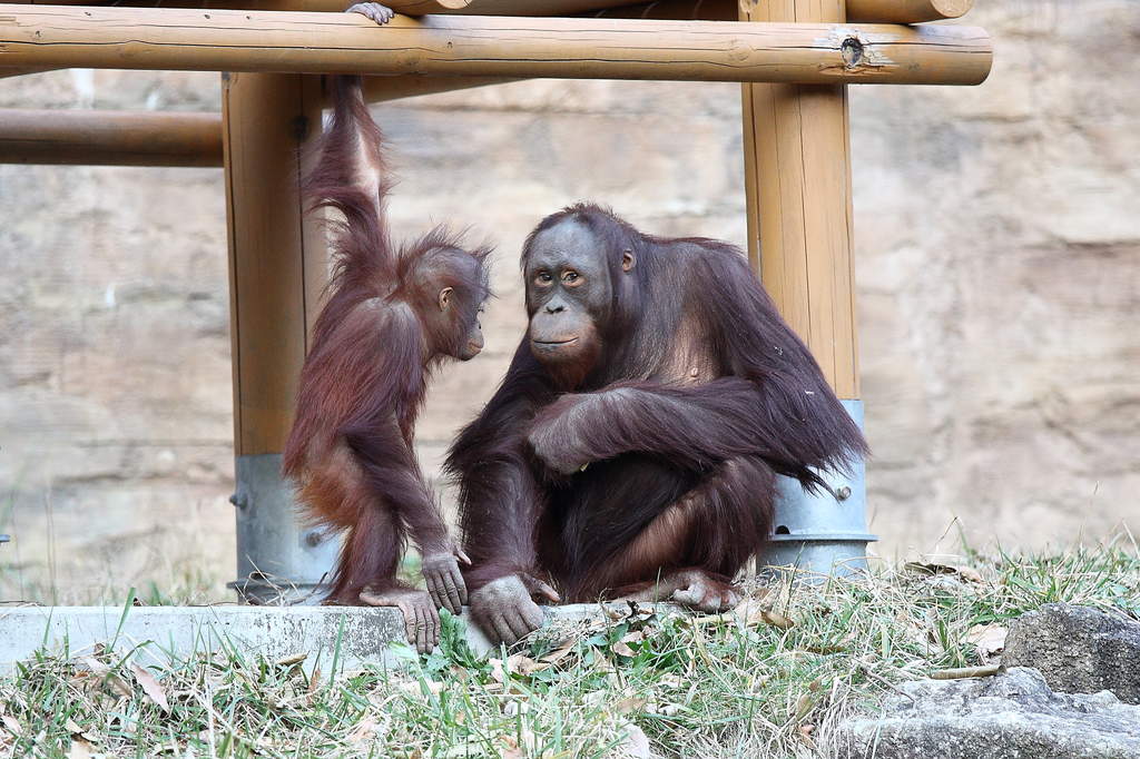 オランウータン