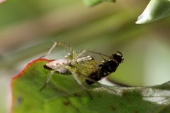 捕食者