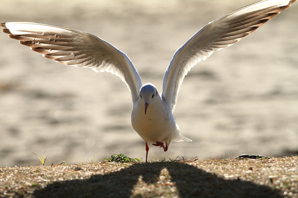 なんと！水鳥拳