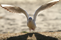 なんと！水鳥拳