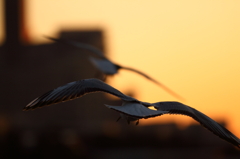 夕日に向かって