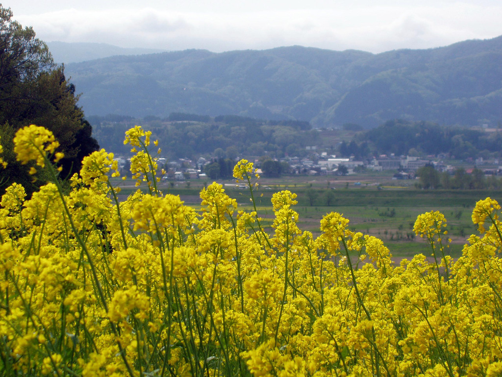 菜の花畑（野沢菜）