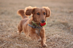 稲刈りあとのマイグラウンド