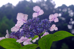 額紫陽花・THE裏モード