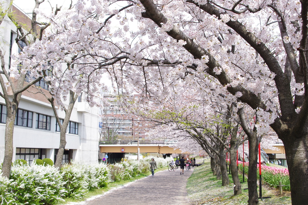 川辺の桜（その５）