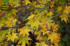 白川郷の紅葉（その２）