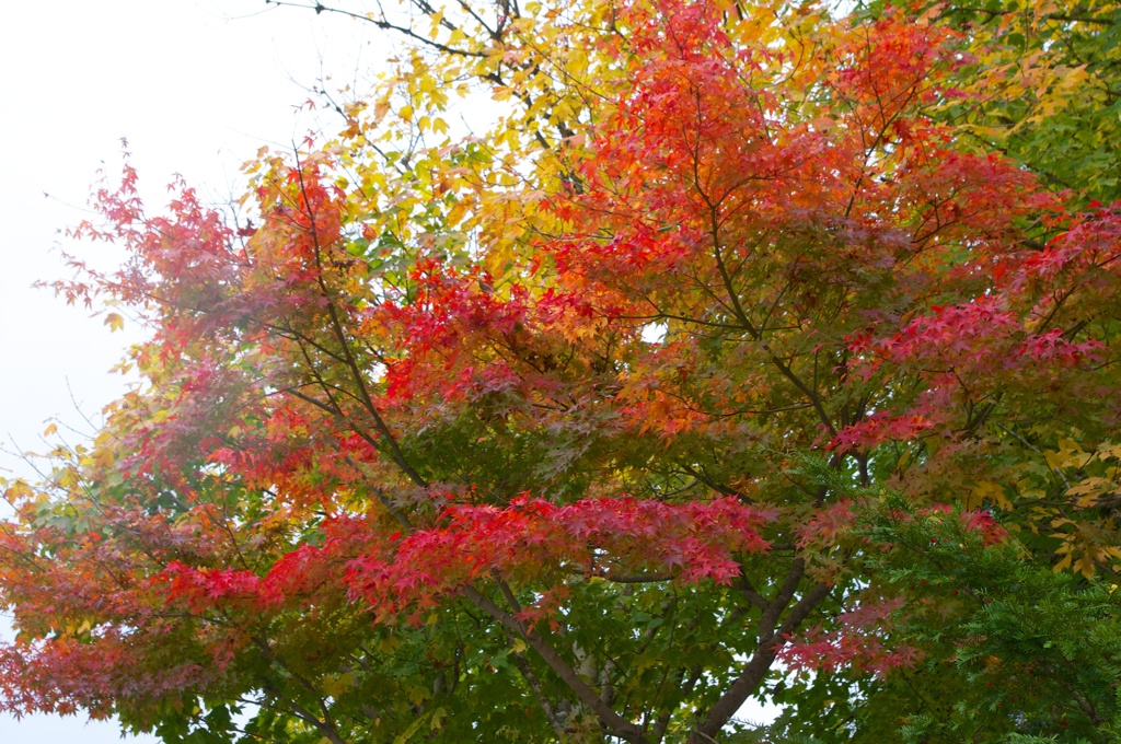 白川郷の紅葉（その１）