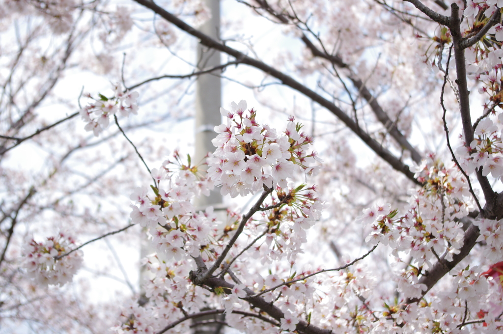 川辺の桜（その３）