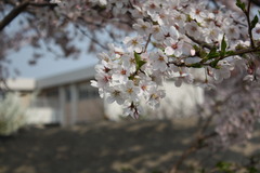 桜（その１）