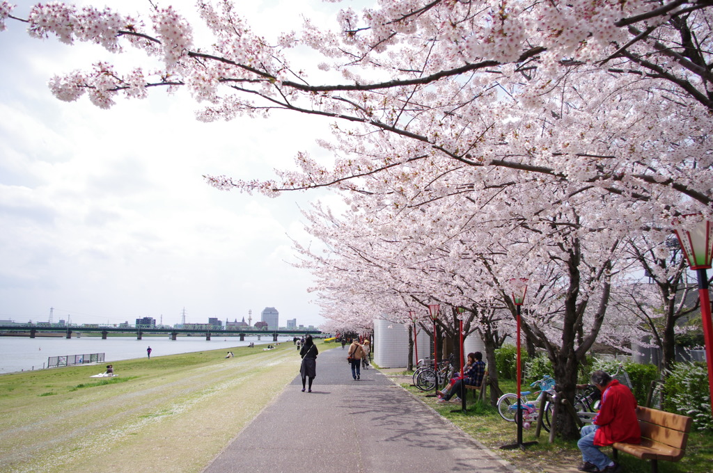 川辺の桜（その１）