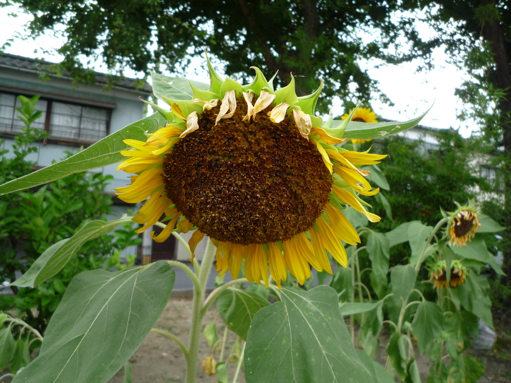 夏の終わり