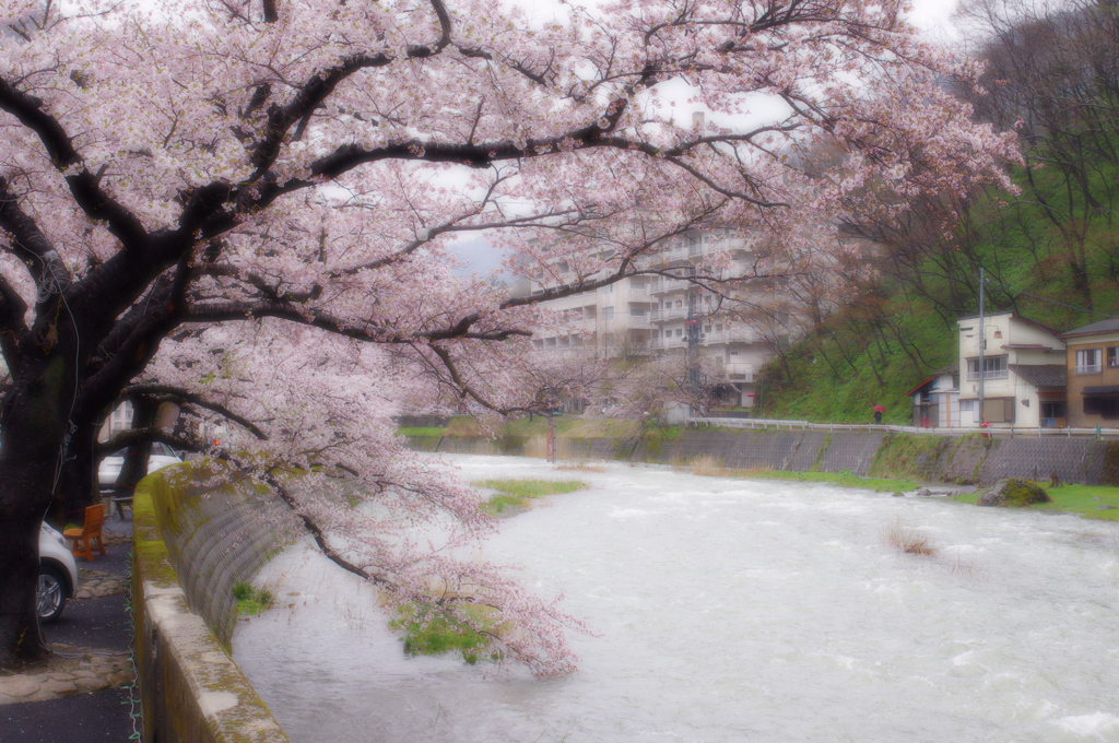 温海の桜