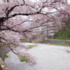 温海の桜