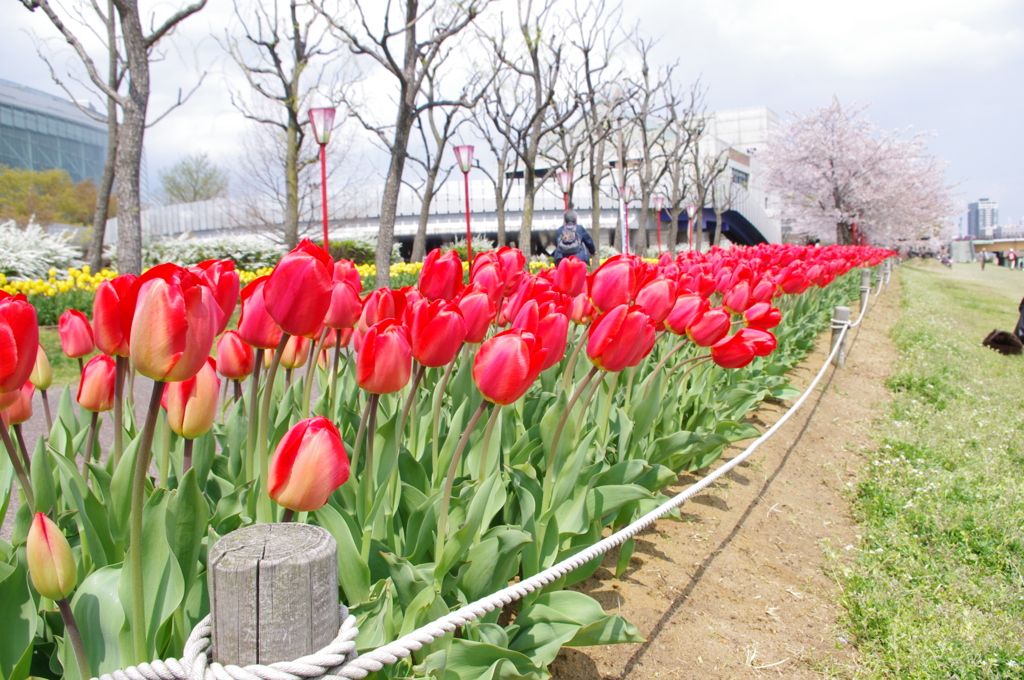 桜×チューリップ