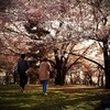 桜のある風景