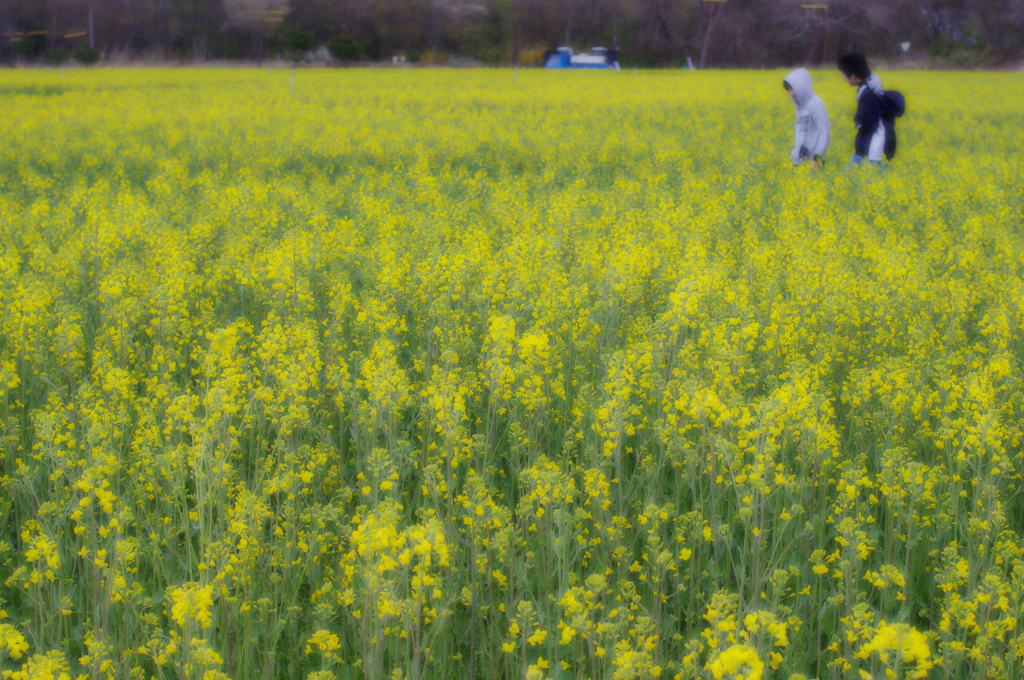 菜の花