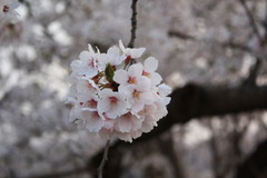 桜（その２）