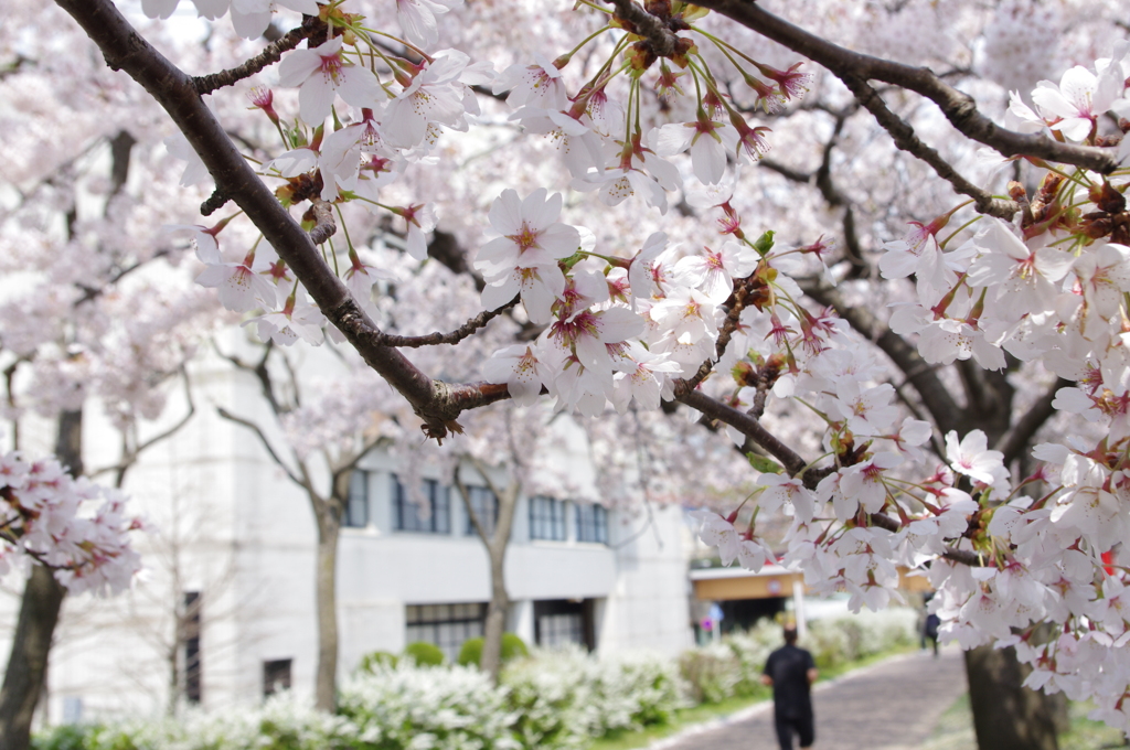 川辺の桜（その４）